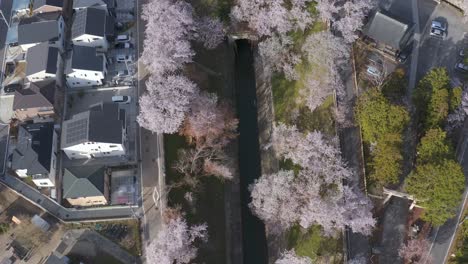 Sakura-Floreciendo-En-Japón,-A-Lo-Largo-Del-Canal-Biwako