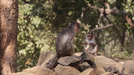 Bonnet-Macaque-family-sitting-on-rocks-in-forest-in-India-video-background-in-full-HD-Indian-monkey-family-sitting-on-rocks-in-jungle-in-India-eating-banana-given-by-tourists