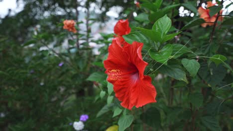 Una-Flor-De-Hibisco-Rojo-En-El-Jardín