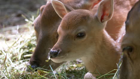 Macro-close-up-of-baby-fawn-eating-hay-with-family-indoor-in-at-barn-in-summer