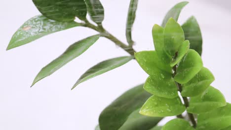 Slow-motion-of-small-drops-falling-on-residential-potted-plant-leaves