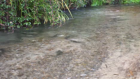 Rainbow-Trout-Active-In-Spawning-Bed-At-Clear-Flowing-River