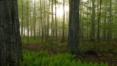 Ein-Dunkler-Und-Nebliger-Wald-Mit-Schwachem-Sonnenlicht-Ließ-Den-Wald-Unheimlich-Aussehen