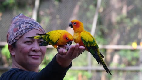 Local-adult-female-wearing-Thai-fabric-bandana-with-a-handful-of-seeds,-feeding-two-exotic-Sun-Conure-Parakeets,-aratinga-solstitialis,-during-a-sunny-day-in-a-bird-park,-Thailand