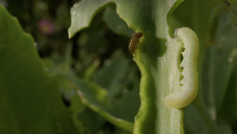 Cabbageworm,-cabbage-white-caterpillar,-eating-leaves