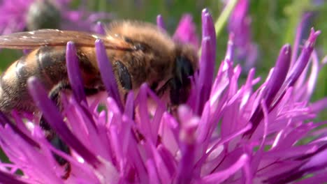 Close-up-shot-of-wild-honeybee-collecting-pollen-of-purple-lavender-flower-during-sunny-day