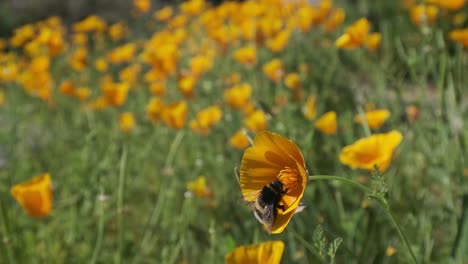 Bumble-bee-feeding-on-and-pollenating-yellow-California-poppy-flower-slow-motion