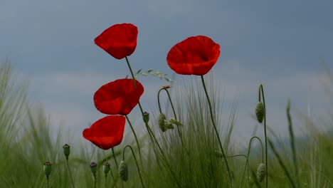 Close-up-shot-of-red-poppy-flowers-growing-on-meadow-against-blue-sky-and-sun