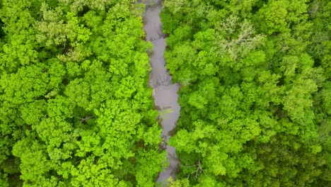 River-in-Lush,-Green-Forest-in-Beautiful-Ecosystem---Aerial-Top-Down-View