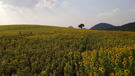 Campo-De-Girasoles-Por-La-Tarde,-Khao-Yai,-Nakhon-Ratchasima,-Tailandia