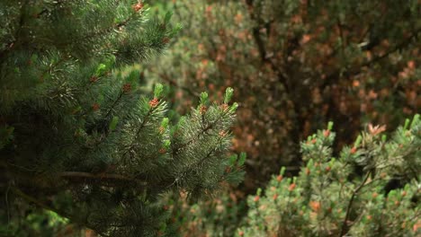 A-close-up-of-pine-tree-branches-in-a-dark-forest