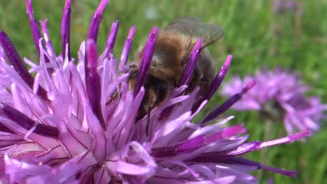 Fleißige-Biene-Arbeitet-Und-Sammelt-Pollen-Von-Hübschen,-Farbigen-Blumen-In-Der-Wildnis---Makroaufnahme