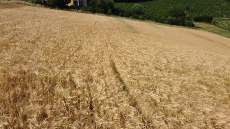 Golden-wheat-field-organic-agriculture-cultivation