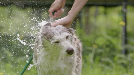 DOG-BATHING---Husky-and-collie-mix-shakes-water-off,-slow-motion-front-view