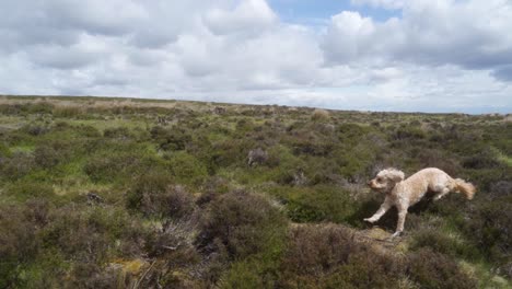 Slow-mo-of-dog-playing-fetch-with-a-stick-up-on-Stanage-Edge,-Sheffield,-Peak-District,-England