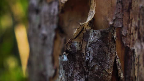 Close-up-static-shot-of-anthill-behind-tree-bark