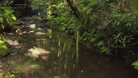 Natural-River-and-Ferns-in-Forest-of-Tottori-Prefecture,-Japan