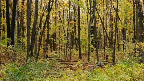 Baumblätter-Fallen-An-Einem-Windigen-Tag-Im-Herbst-Auf-Den-Boden-Im-Wald