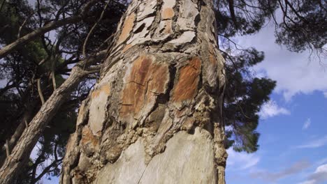 damaged-old-tree-close-up