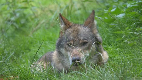 Slow-motion-close-up-of-wild-Lupus-Wolf-resting-in-deep-grass-during-daytime---Portrait-shot-of-Sleepy-Eyes-and-pricked-Ears