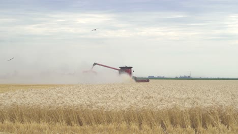 Wide-view-of-a-combine-loading-the-grain-onto-a-wagon-while-harvesting-a-wheat-field