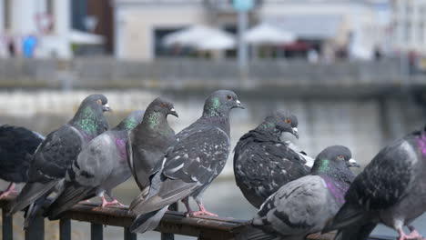 Group-of-wild-Columbidae-Pigeons-perched-on-railing-of-river-shore-during-sunlight-outdoors---Close-up-shot