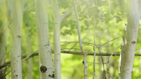 Artistic-footage-of-aspen-leaves-and-white-trunks-quaking-in-the-wind