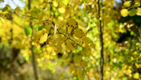 Golden-aspens-at-the-end-of-the-fall-season-turning-brown-blowing-in-the-wind,-close-up