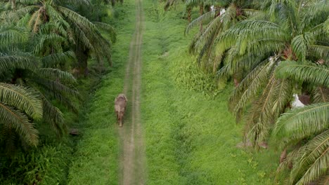 Amazing-aerial-top-shot-of-pygmy-elephant-walking-alone-in-a-oil-palm-plantation,-the-drone-follow-the-animal-along-the-path