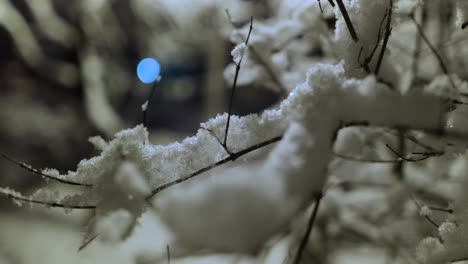 Schneebedeckte-Zweige-Einer-Pflanze-Im-Schneefall