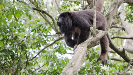 Howler-monkey-on-branch-in-jungle-tree-jumps-out-of-shot
