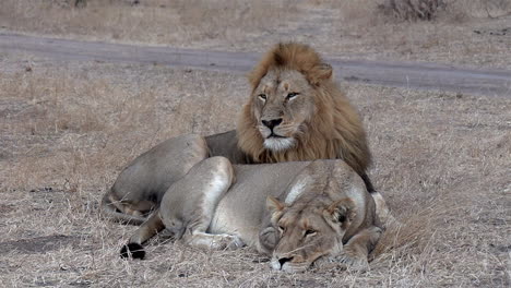 Male-lion-lies-next-to-lioness-and-surveys-near-dirt-road,-close-view