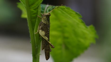 grasshopper-close-up-video,-Green-grasshopper-perched-on-a-plant-stem