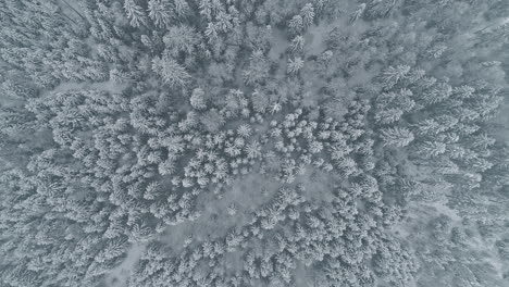 Aerial-top-down-of-snowy-spruce-forest-woodland-during-winter-day---slow-descending-shot-showing-idyllic-nature-pattern-of-icy-treetops-in-wilderness