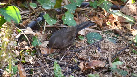 Close-up-shot-of-black-bird-searching-insect-on-ground-of-forest-between-leaves-and-plants-during-summer---pecking-worm-underground-in-slow-motion