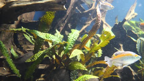 Nahaufnahme-Eines-Silbernen-Fisches-Mit-Gelbem-Streifen,-Der-An-Sonnigen-Tagen-Unter-Wasser-In-Einem-Sauberen-Aquarium-Schwimmt