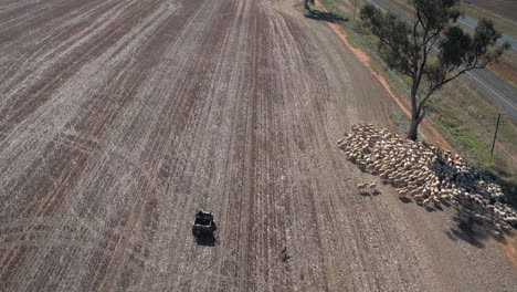 Aerial-view-of-a-herd-of-sheep-being-rounded-up-by-cattle-dogs-and-a-four-wheel-motorcycle-in-a-large-paddock-in-the-rural-town-of-Yerong-Creek-Wagga-Wagga-NSW-Australia