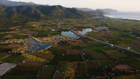 Amazing-View-Of-Grape-Fields-In-Nui-Chua-National-Park-In-Vietnam---aerial-shot