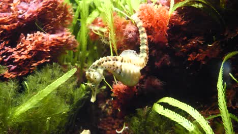 Close-up-shot-of-yellow-seahorse-resting-underwater-between-corals-during-sunny-day