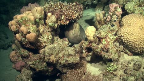 Ell-Moray-Gigante-En-El-Arrecife-De-Coral-Por-La-Noche-En-El-Mar-Rojo
