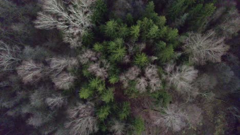 Green-and-gray-trees-in-a-forest-affected-by-bark-beetles,-flying-over-tourists-traveling-on-a-forest-road---view-down-from-a-drone