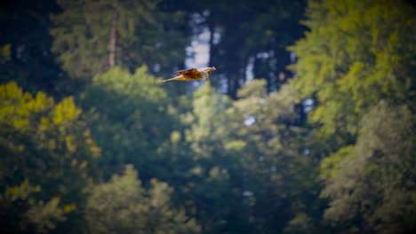Tracking-shot-of-Red-Kite-Milvus-Eagle-Gliding-in-the-air-against-forest-trees---Super-slow-motion-footage