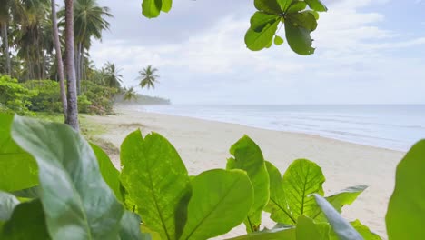 Close-up-view-of-playa-Coson-beach-seafront-plant,-Las-Terrenas-in-Dominican-Republic
