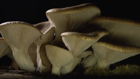Left-to-right-pan-close-up-of-a-big-group-of-homegrown-big-Cardoncelli-mushrooms-on-black-background