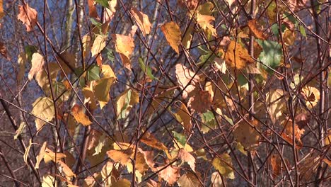 Leaves-on-Silver-Birch-Tree-blowing-in-breeze