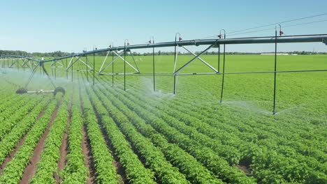Aerial,-center-pivot-irrigation-sprinklers-watering-agriculture-farm-field-crops