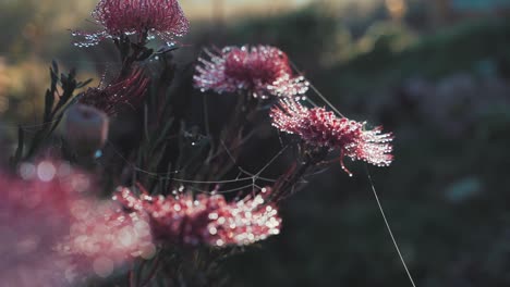 Einige-Exotische-Blumen,-Rote-Proteaceae-Leucospermum-Vestitum-In-Freier-Wildbahn,-Nahaufnahme,-Video-Im-Freien