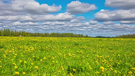 Beautiful-shot-of-yellow-dandelions-field-with-white-clouds-passing-by-in-timelapse-at-daytime