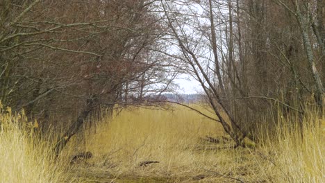 Dry-beige-reed-steams-on-the-wind,-reed-plants-near-the-lake-Liepaja-coastline,-leafless-trees,-calm-sunny-spring-day,-distant-medium-wide-shot