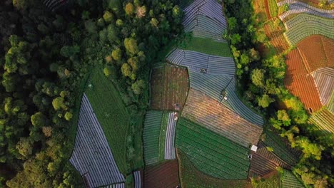 Aerial-flyover-idyllic-landscape-with-growing-plants-and-vegetables-on-field-between-forest-trees-at-slope-of-MOunt-Sumbing,Indonesia